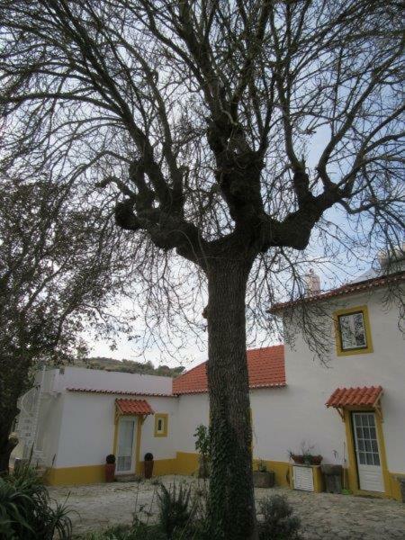 Quintal Do Freixo - Country House Sobral de Monte Agraço Dış mekan fotoğraf